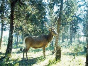 Algérie - Le cerf de Berbérie réintroduit dans le massif de l'Akfadou