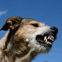 Une moyenne de 20 personnes en meurt chaque année: 120.000 cas de rage enregistrés en Algérie en 2012