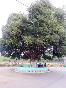 Tlemcen, Village d\'El Attar, le wali Sidi Mohammed, à l\'entrée du village