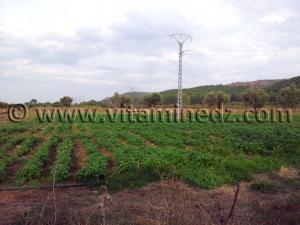 Tlemcen, Agriculture au Village d\'El Attar, sur les hauteurs de la ville.