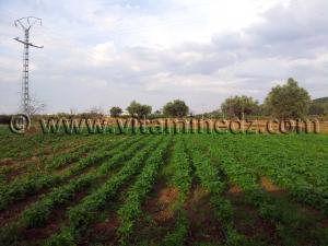 Agriculture à Tlemcen, Village d\'El Attar, sur les hauteurs de la ville.
