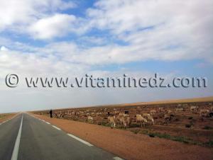 Naama, commune de Kasdir, vastes étendues de terres propices à l\'élevage de moutons, bovins ...