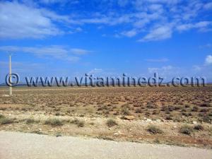 Halfa à Naama, commune de Kasdir, vastes étendues de terres propices à l\'élevage de moutons, bovins ...