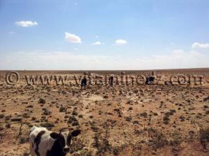 Naama, commune de Kasdir, vastes étendues de terres propices à l\'élevage de moutons, bovins ...