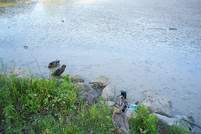Jijel - Parc animalier de Taza: le lac envasé et les oiseaux d'eau menacés