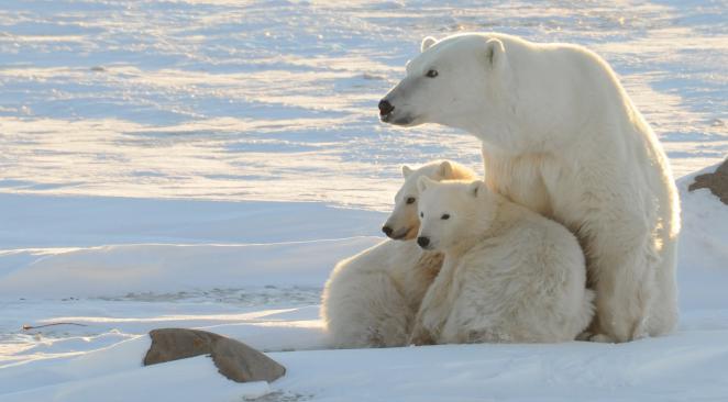 Planète - Extinction de masse en vue: Un très grand nombre d’espèces pourrait disparaître d’ici 2100 en raison du dérèglement climatique