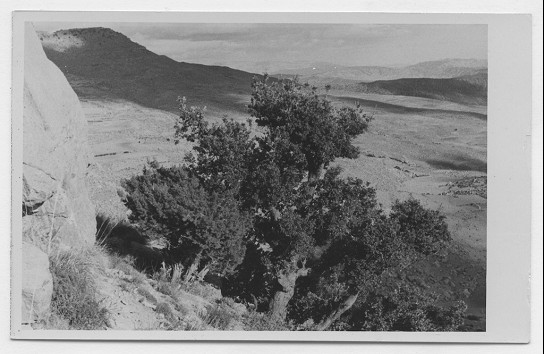 Chêne-vert au pied de la falaise de Taktiout