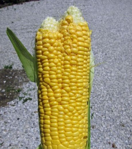 Planète - Fukushima (Japon): Les transformations inquiétantes des légumes, fruits, fleurs et animaux exposés aux radiations