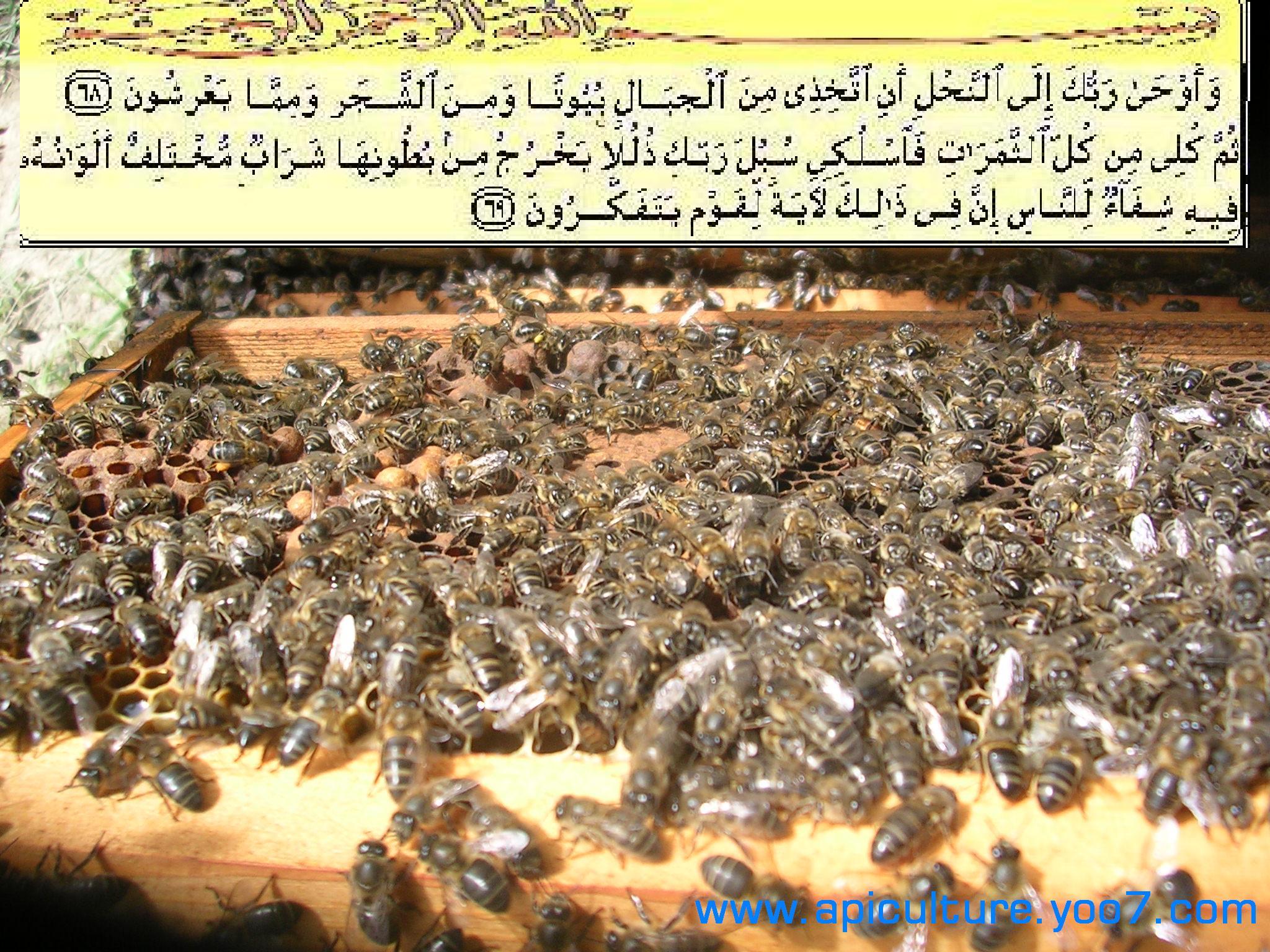 النحل و القران الكريم