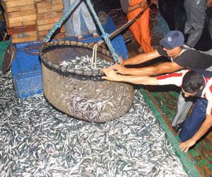 Oran - Les petits pêcheurs dénoncent le massacre: Des sardines à la taille non marchande sur les étals