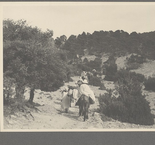 Titre d'origine : Forêt du djebel mezbel (douar tadjemout) AURES