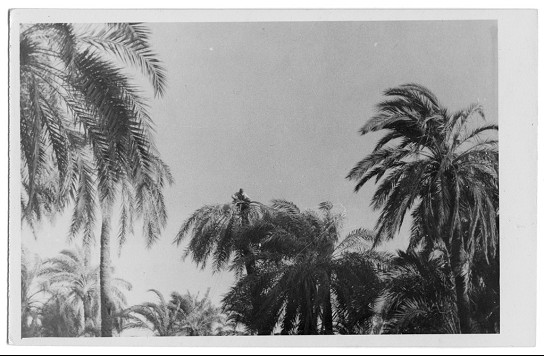 Récolte du lagmi à  Mchounech, Mchounech.