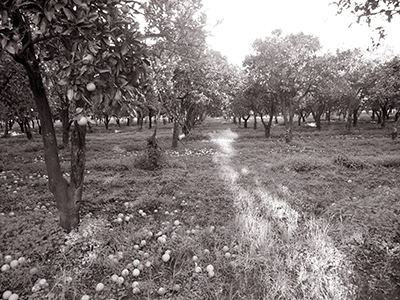 Chambre agricole de Blida: Ambitieux programme pour développer l’agrumiculture