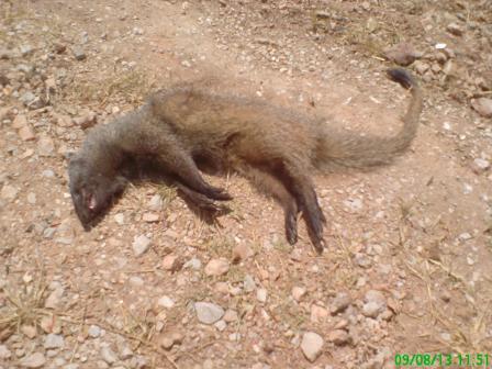 Une mangouste happée par la circulation routière dans la région de Djendel Saadi Mohamed (Skikda)