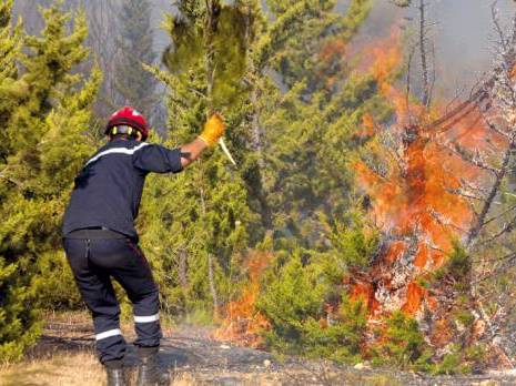 Incendies et désertification:  Sauver la forêt algérienne