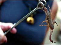 Ghardaïa  - Les scorpions font 1.430 victimes en 7 mois