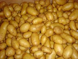 Le SOS des producteurs de Tiaret: Des tonnes de pomme de terre dans «la nature»