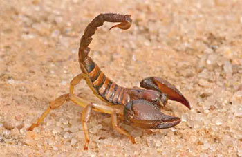 Piqûres de scorpions: 100 morts par an en Algérie