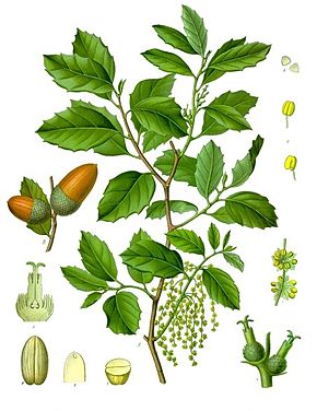 DEUXIÈME ÉDITION DU FESTIVAL DE LA PLANTE MÉDICINALE DE MEZEGUÈNE (TIZI-OUZOU):  Plaidoyer pour une fête régionale