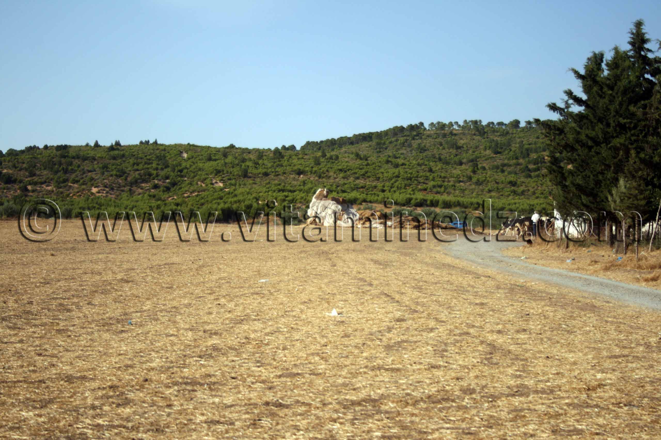 Elevage commune de Ben achiba Chelia, wilaya de Sidi Belabbes
