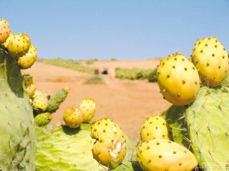 Festival de la figue de Barbarie à Chellata (Béjaïa):  Les vertus ignorées d’akarmous