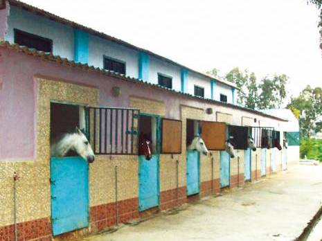 Constantine -  Association des sports équestres:  Une discipline à revaloriser