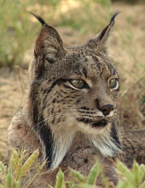 Planète - Grâce à un programme mis en place par l’Union européenne: Le lynx ibérique ressuscité