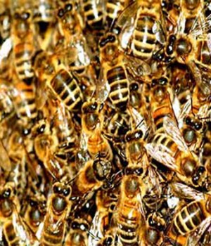 TESSALA (SIDI BEL-ABBÈS) -  Un apiculteur tué par les abeilles