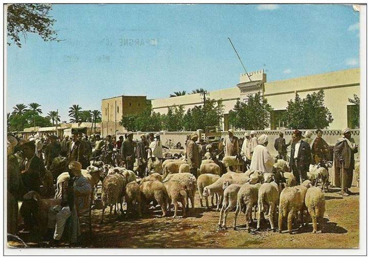 Marché a bestiaux de Biskra !