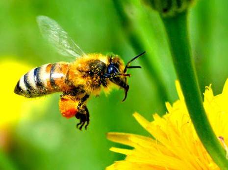 Ahrik, Bouzeguène:  Festival de l’abeille et du miel