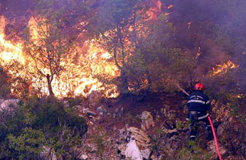 Algérie - Incendies de forêt: 2.500 ha touchés cet été