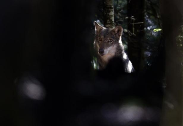 Planète - Disparu depuis 80 ans, le loup pourrait s'installer durablement dans les Vosges