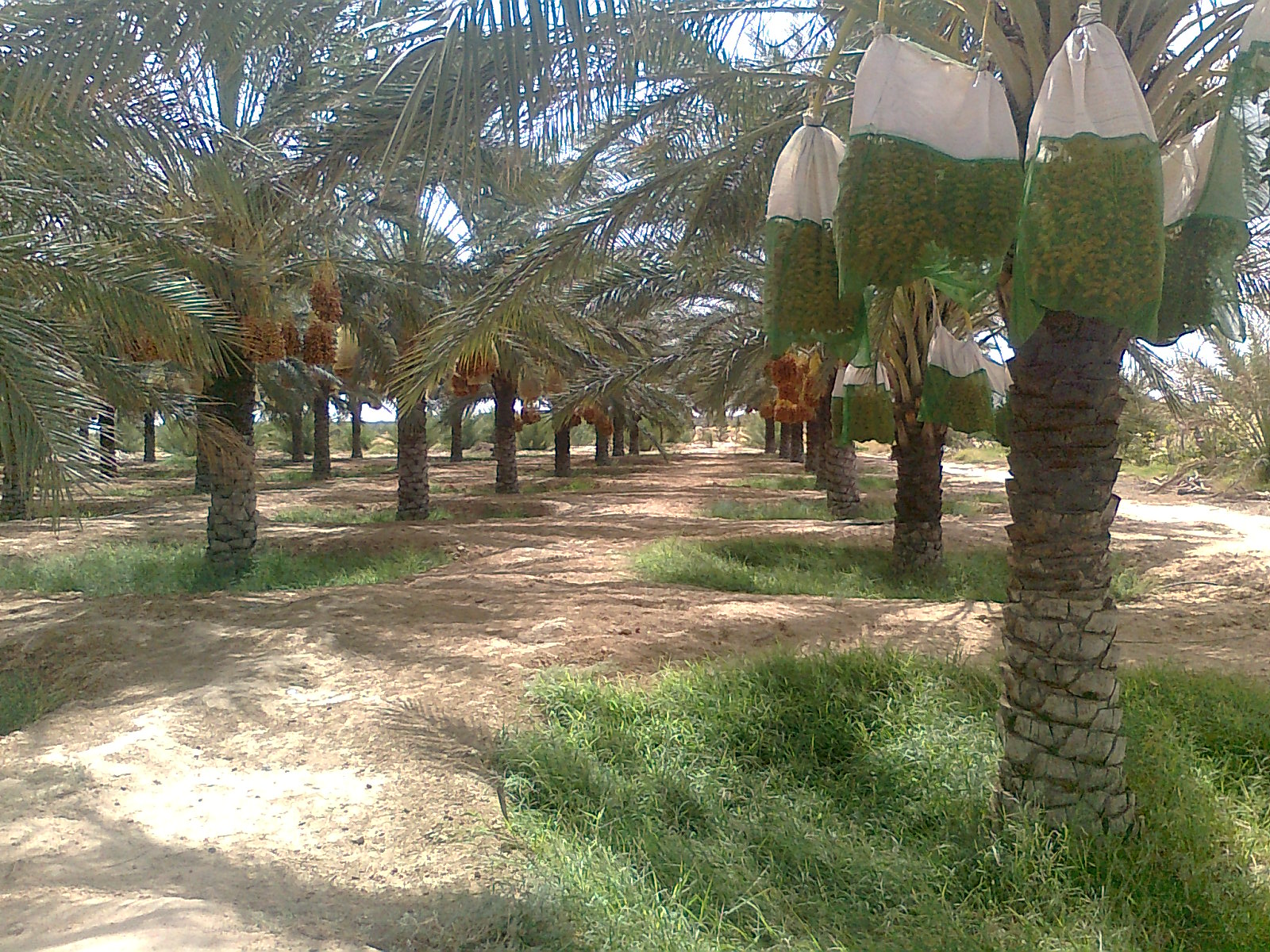 Palmeraie luxueuse de Garta.Cne de Sidi Okba .BISKRA