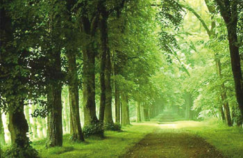 Planète - Changement climatique: La FAO appelle au renforcement des investissements dans les forêts