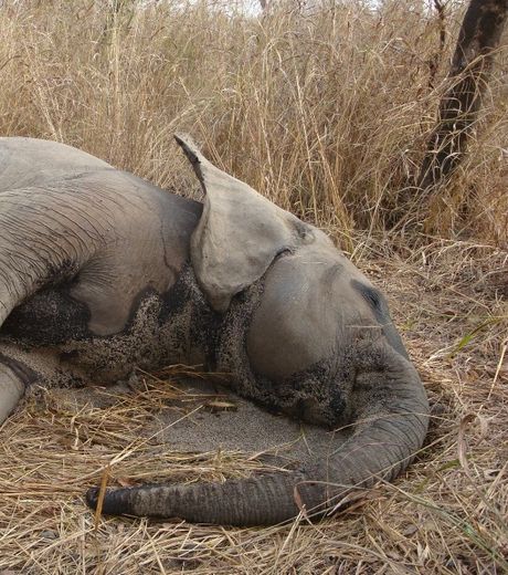 Planète - Braconnage: les réseaux sociaux viennent au secours des rhinocéros et éléphants