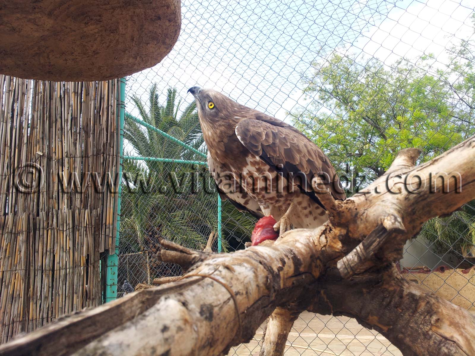 Aigle Royal Zoo de Tlemcen, Mansourah