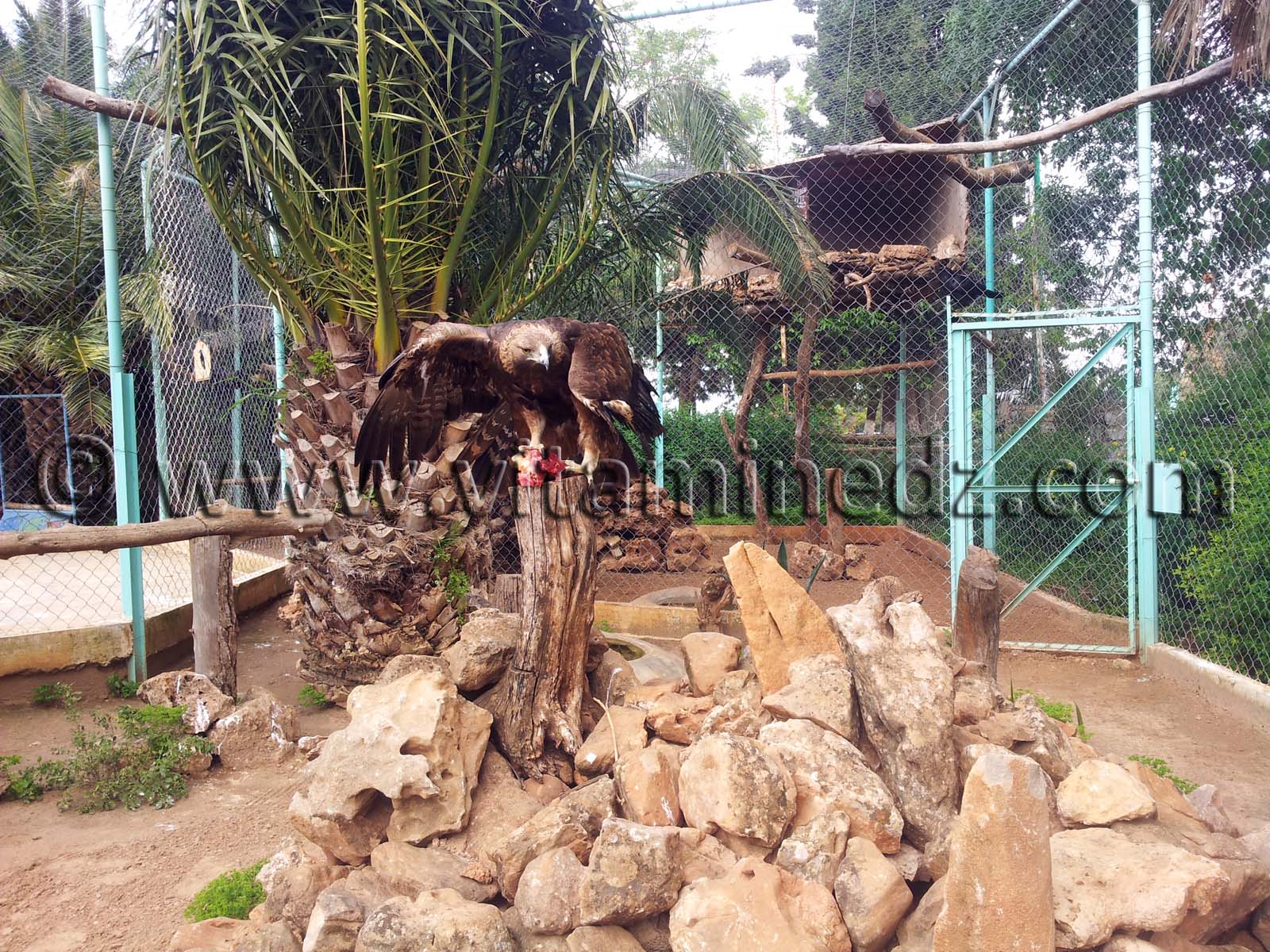 Aigle Royal Algérie, Zoo de Tlemcen, Mansourah