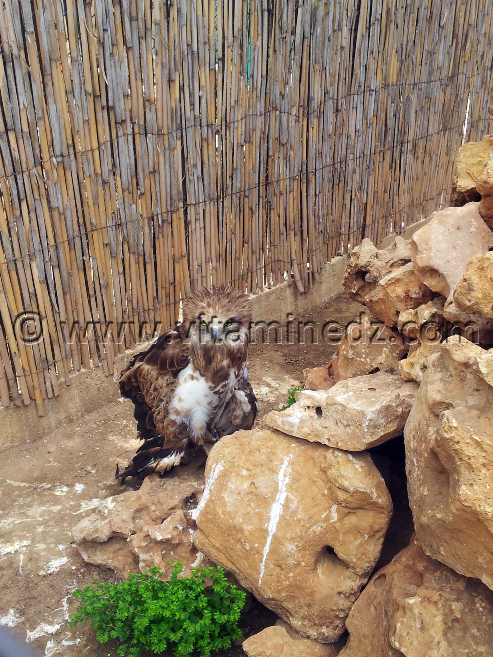 Rapace Algerie - Zoo de Tlemcen, Mansourah