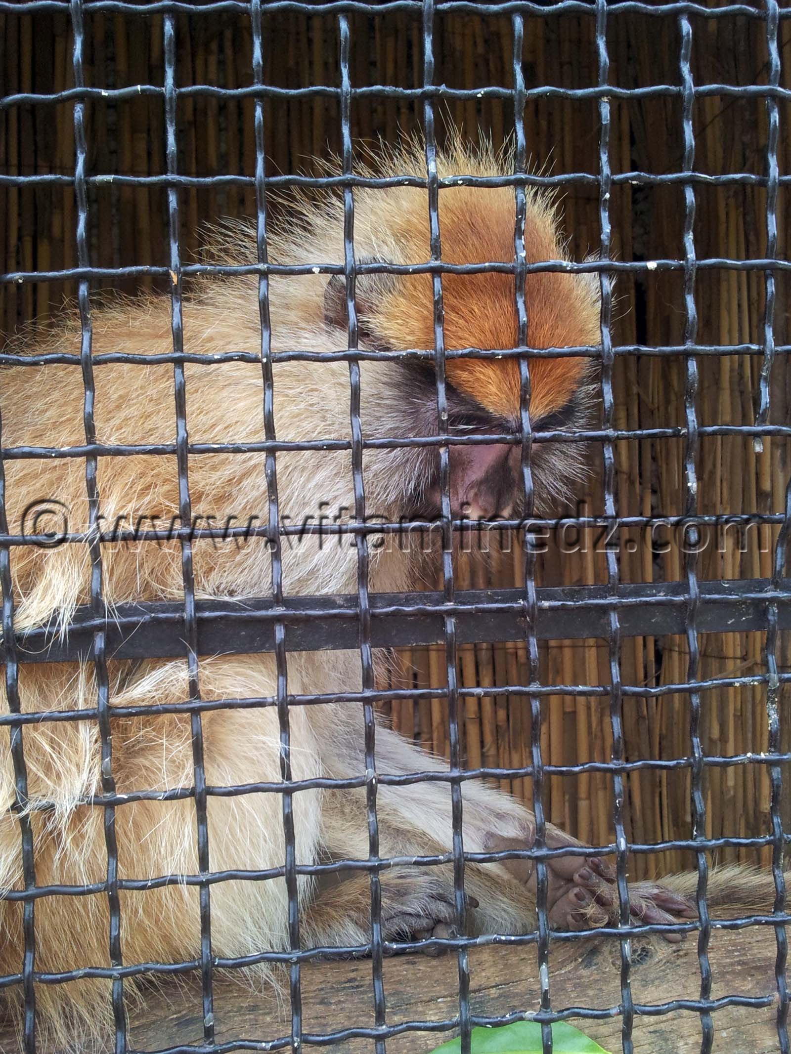 Singe Algerie - Zoo de Tlemcen, Mansourah