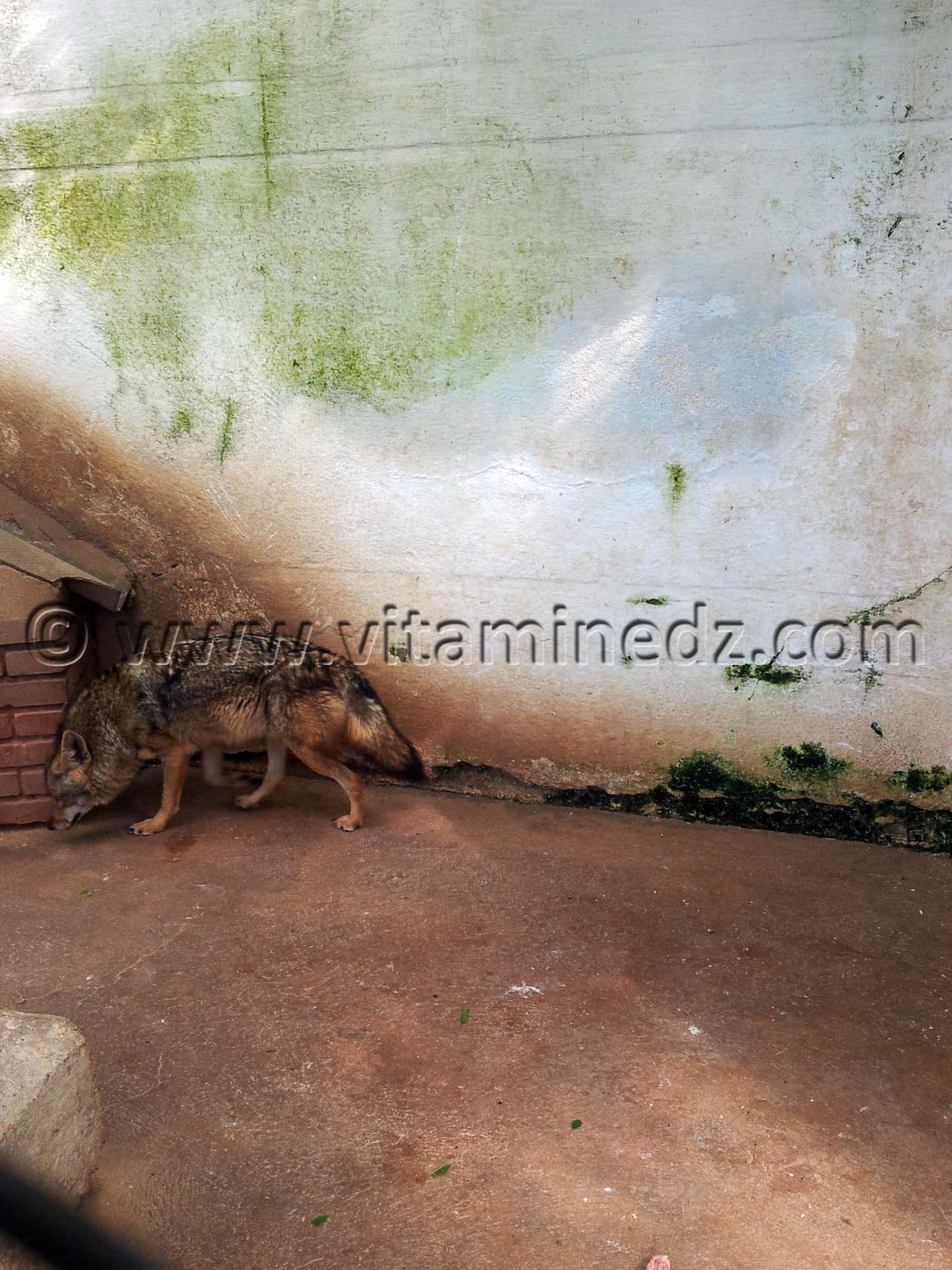 Loup Algerie Zoo de Tlemcen, Mansourah