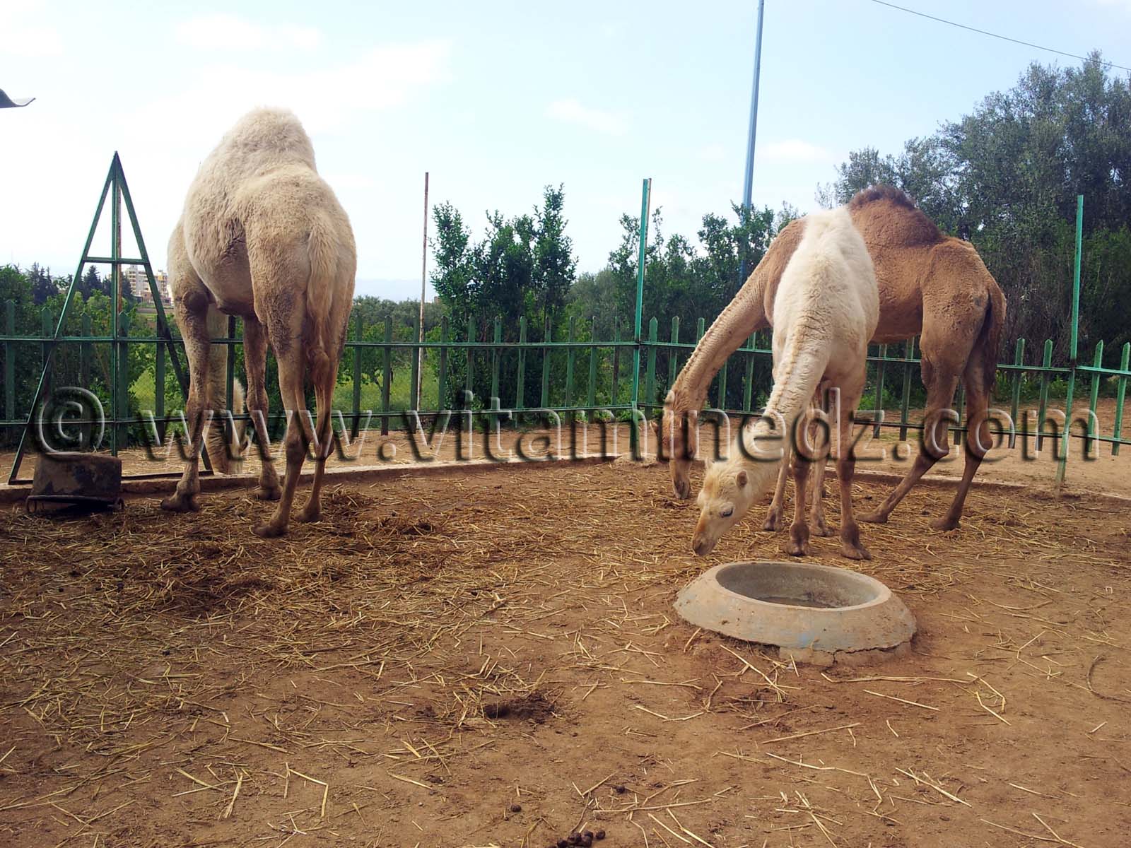 Dromadaires Algerie Zoo de Tlemcen, Mansourah