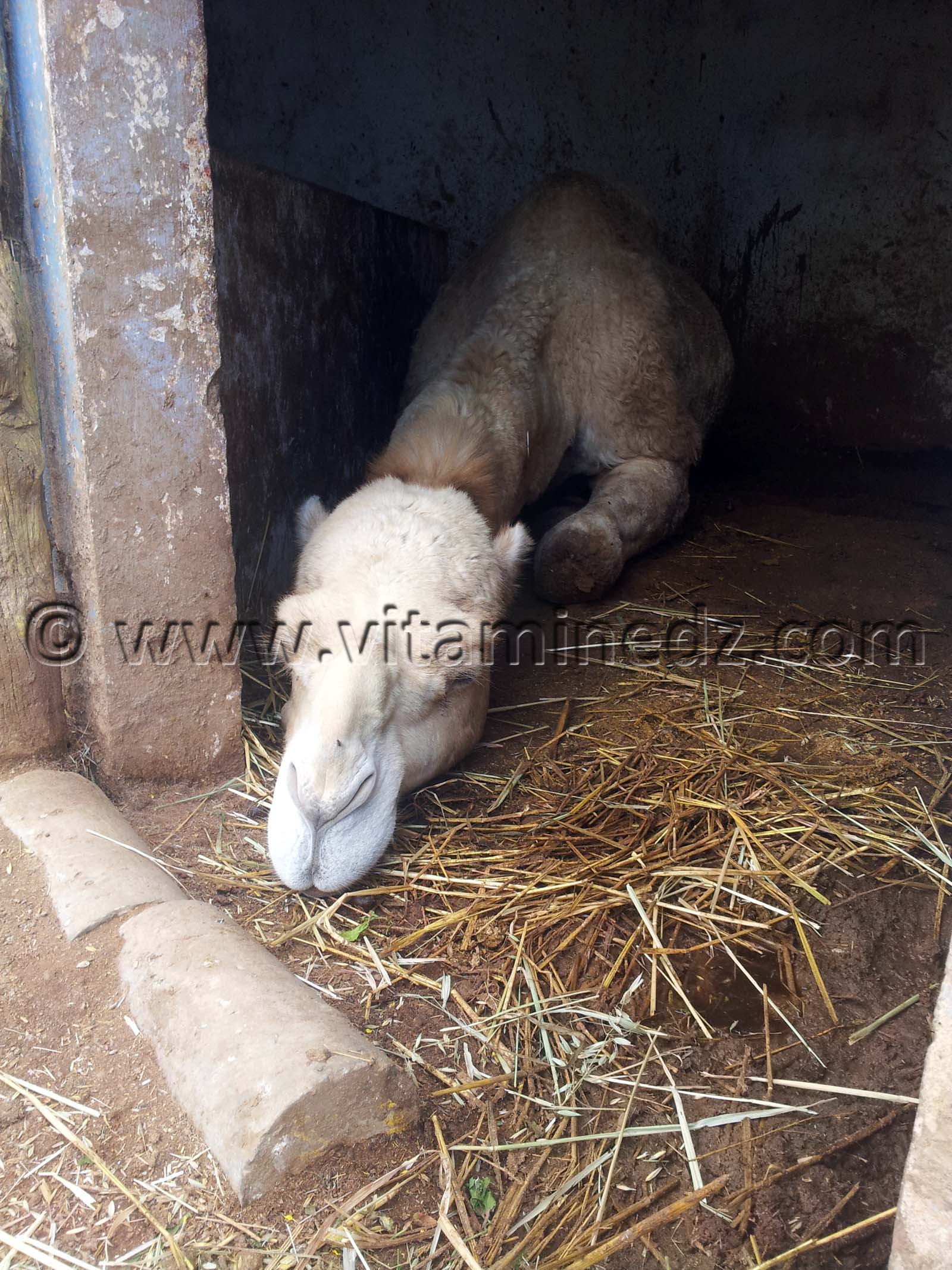 Dromadaire Zoo de Tlemcen, Mansourah