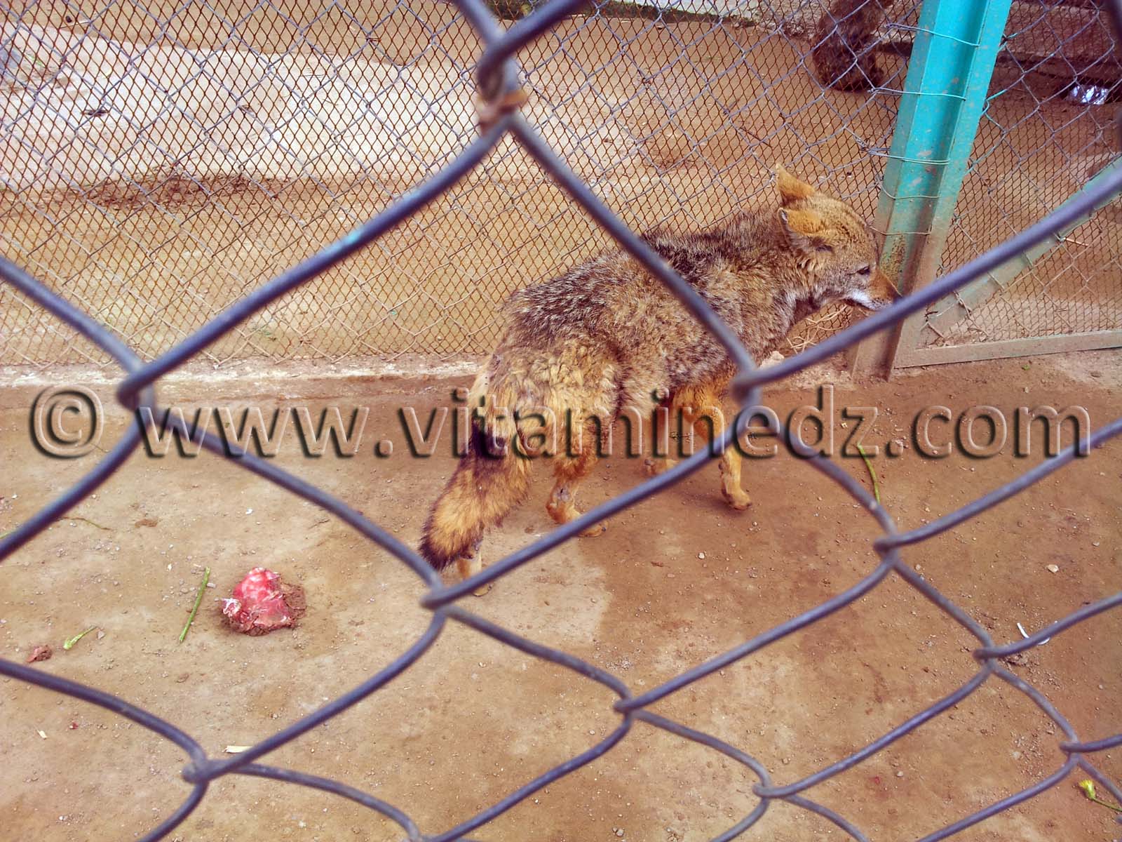 Loup ou renard doré ? Algerie Zoo de Tlemcen, Mansourah