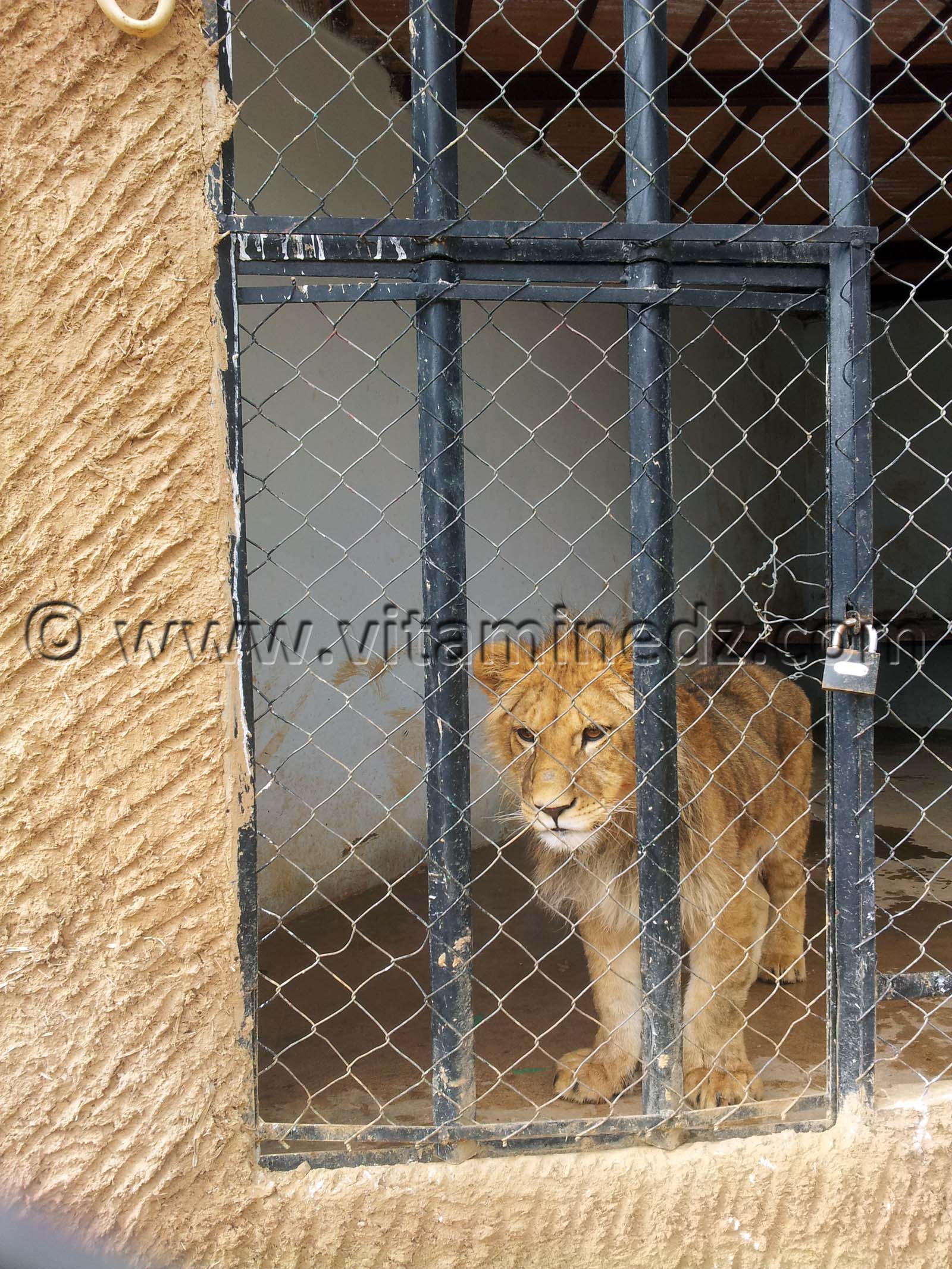Lionceau Algerie - Zoo de Tlemcen, Mansourah