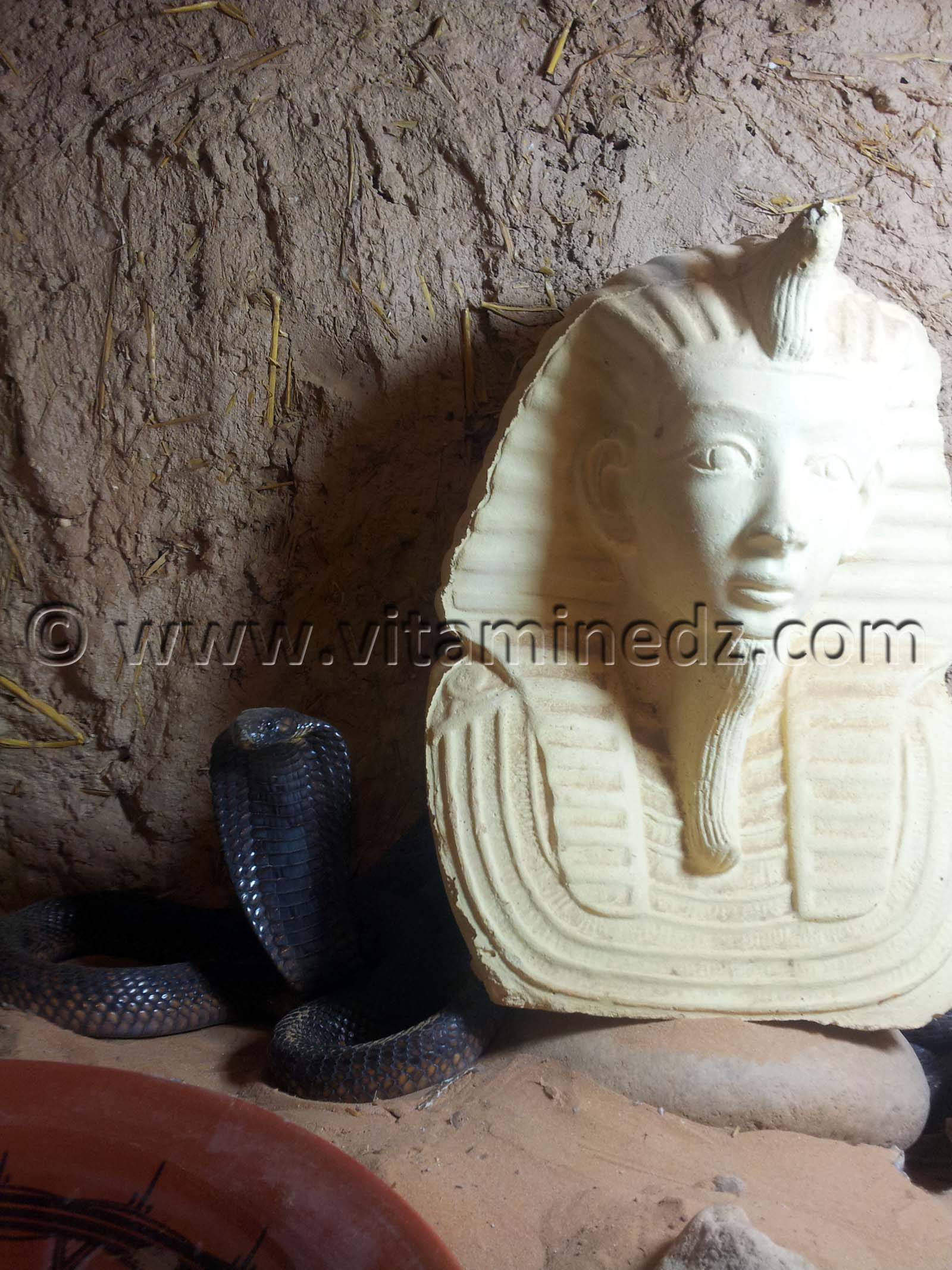 Cobra Noir - Zoo de Tlemcen, Mansourah