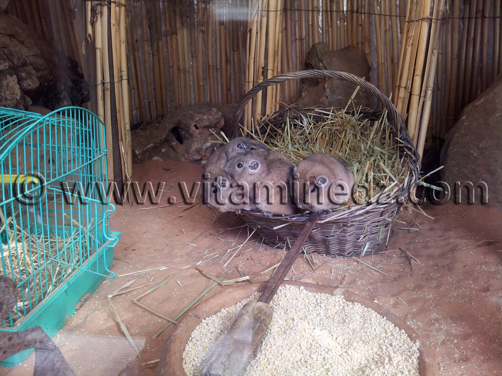 Goundi du Mzab Zoo de Tlemcen, Mansourah