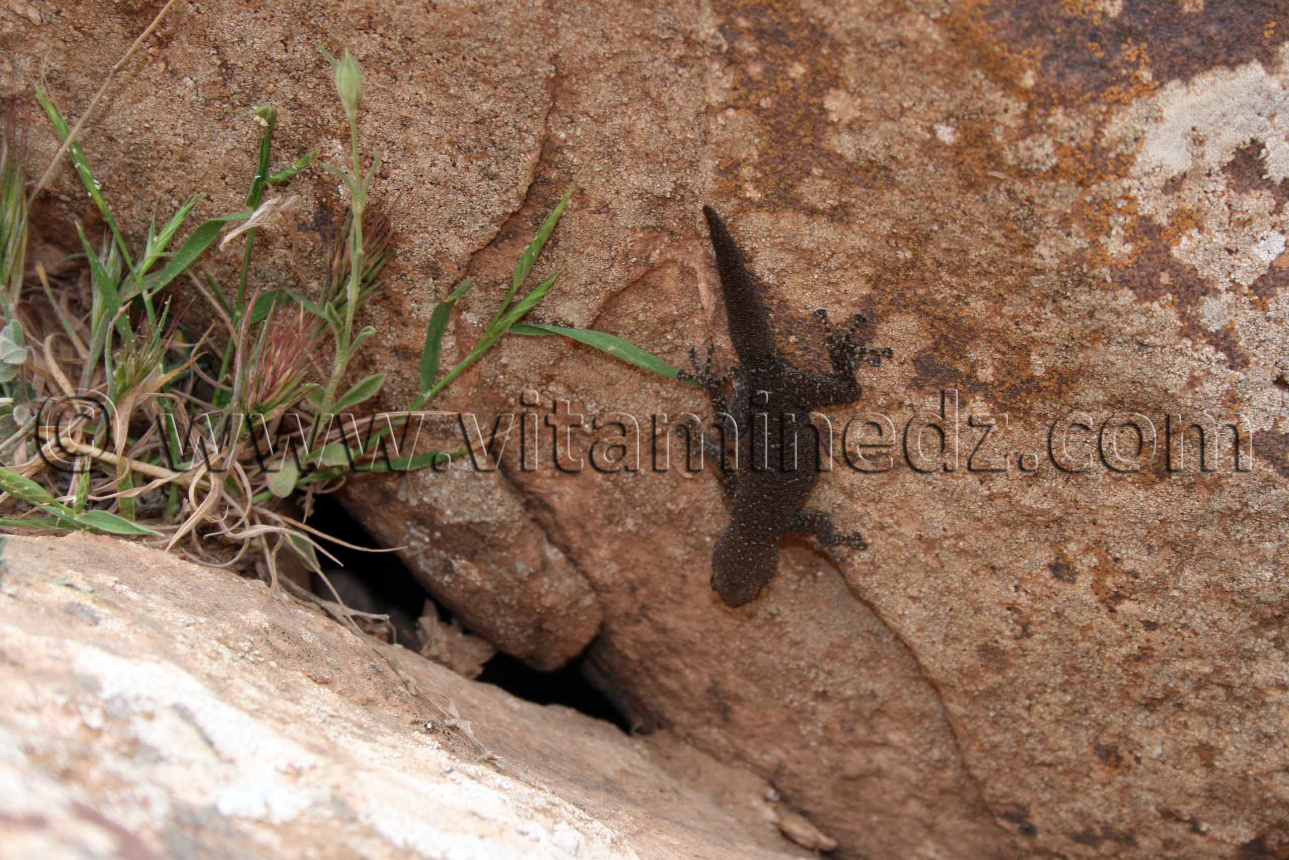 Drole de lézard à Boualem, wilaya d'El Bayadh