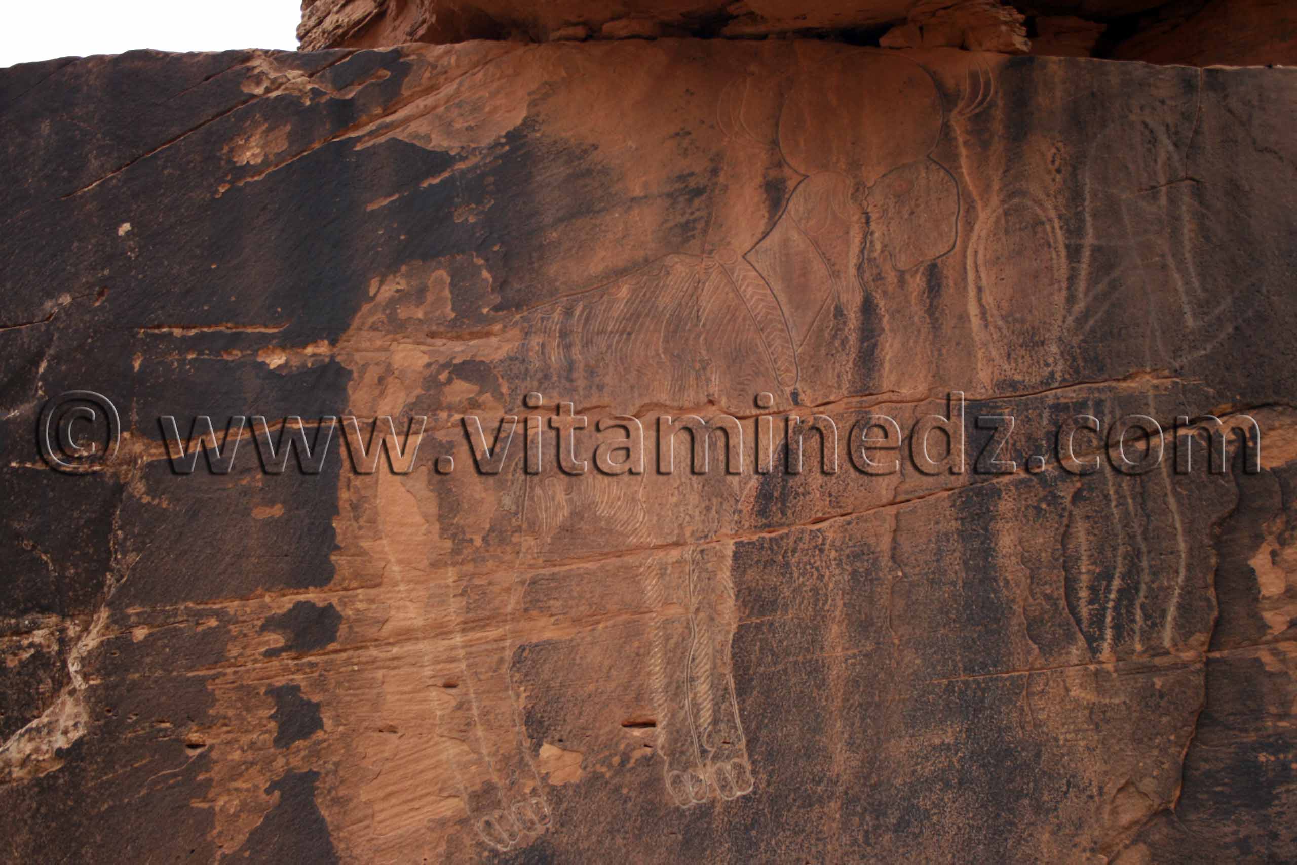 Bélier de Boualem (Kebch Boualem) Gravures rupestres de Boualem, wilaya d'El Bayadh