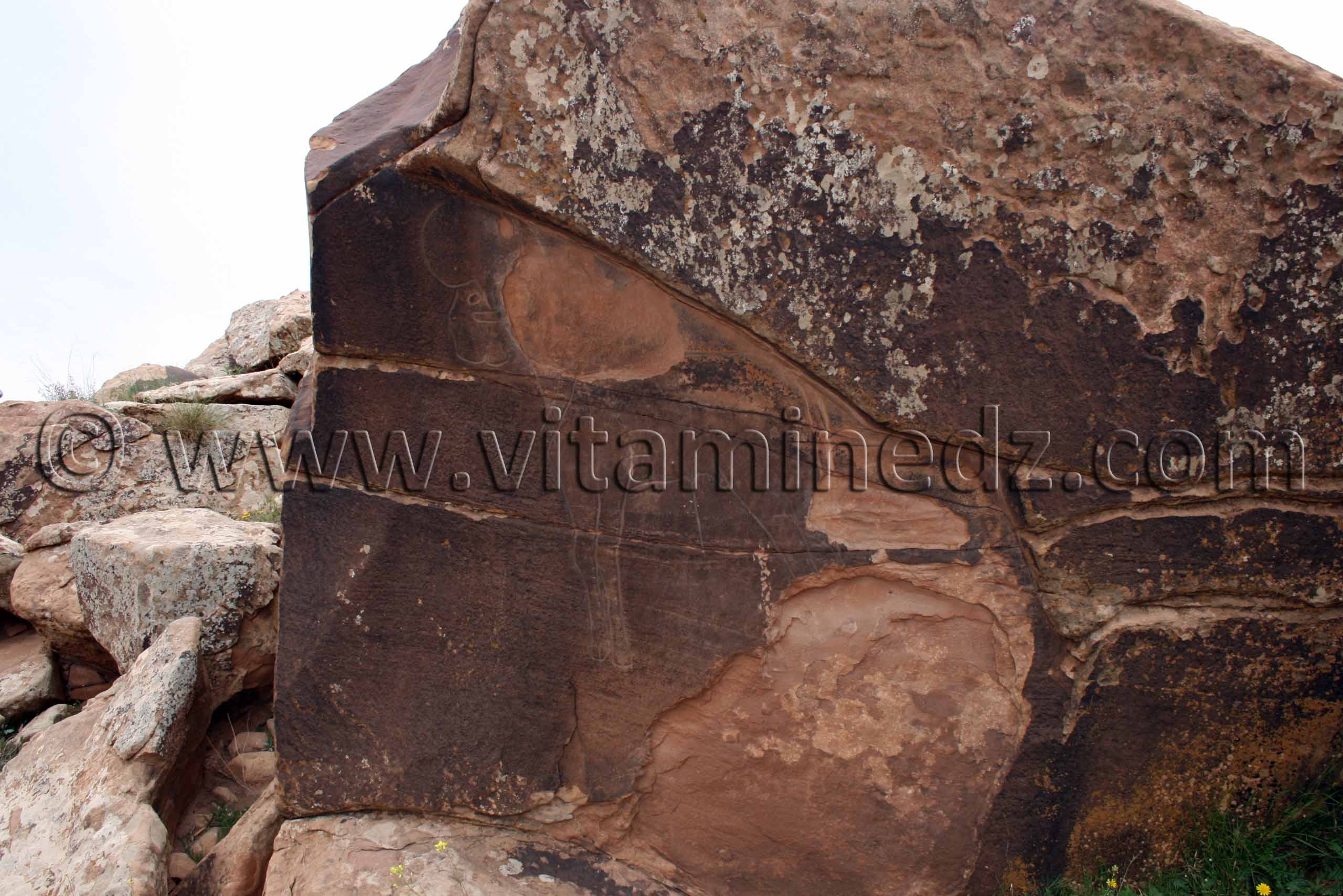 Bélier Gravures rupestres de Boualem, wilaya d'El Bayadh