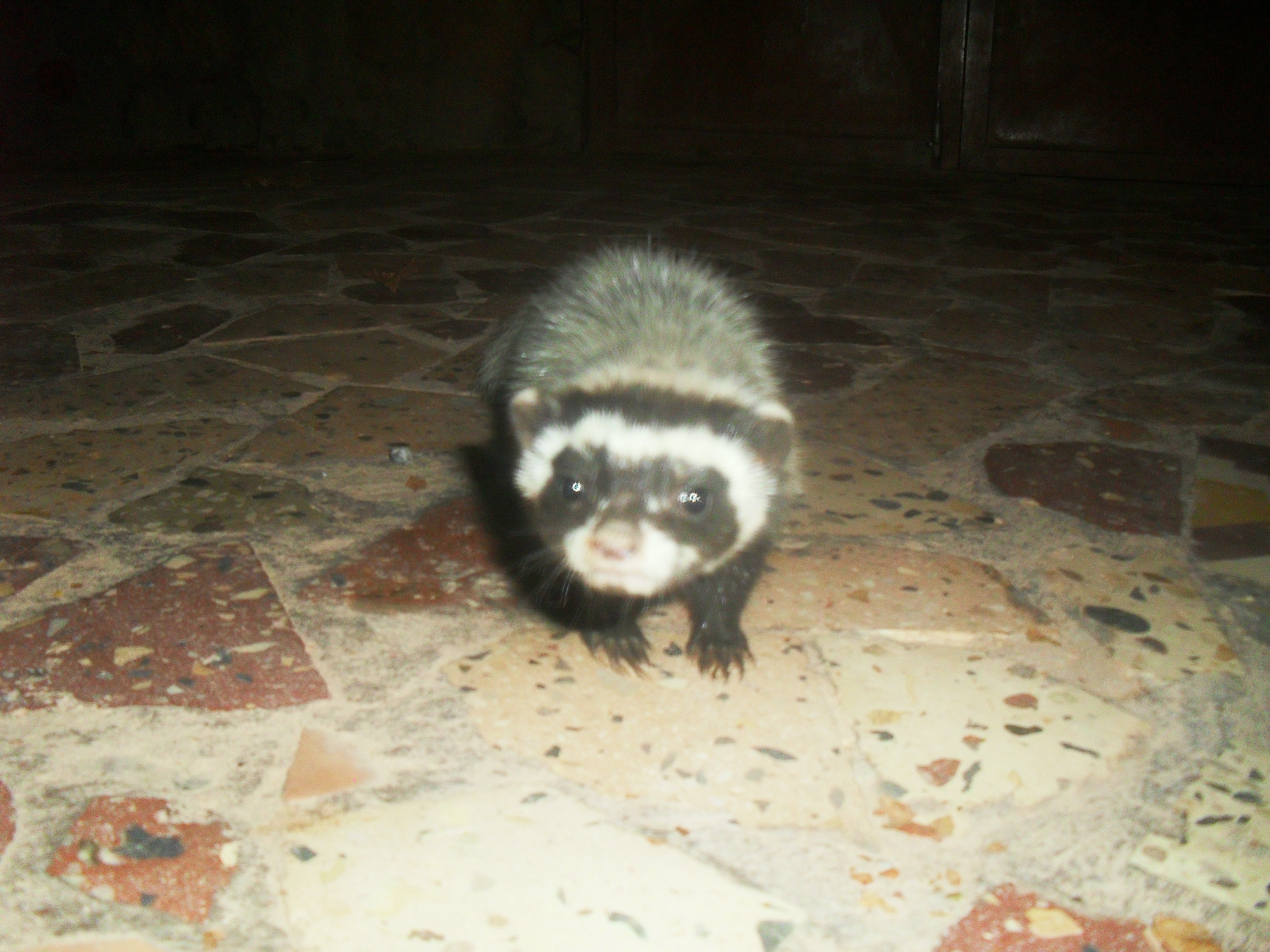 Zorille du Sahara observer a Tiout